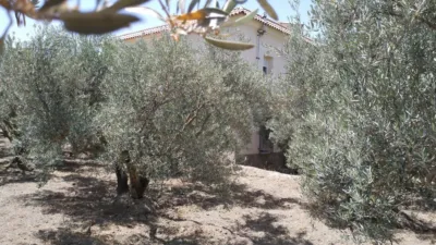 Chalet en calle Alsodux, nº 2 photo 25