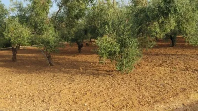 Rustic Finca in Andalucia photo 7