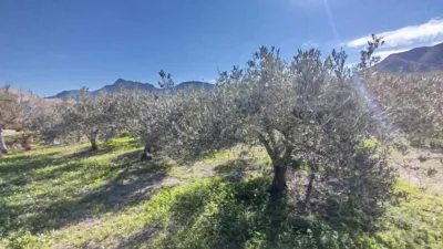Rustic finca in Leiva photo 24