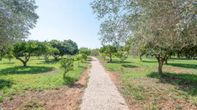 Rustic Finca in Binissalem photo 62