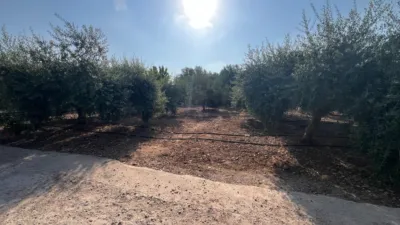 Rustic Finca in La Fanecada photo 35