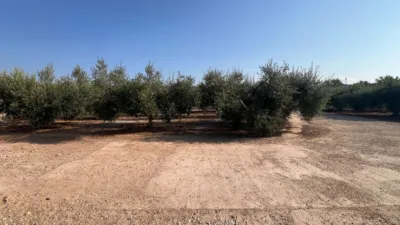 Rustic Finca in La Fanecada photo 34