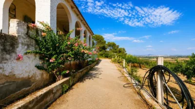 Rustic finca in Algaida Campo photo 10