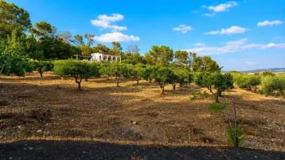 Rustic finca in Algaida Campo photo 8