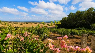 Rustic finca in Algaida Campo photo 7