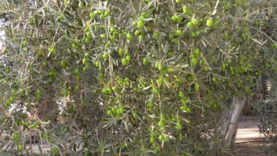 Rustic finca on Partida Hoya street photo 73