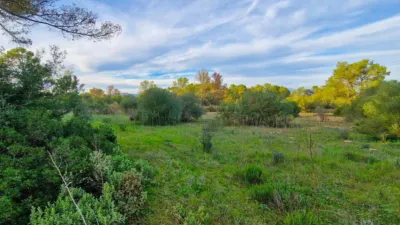 Rustic Finca in Algaida photo 22