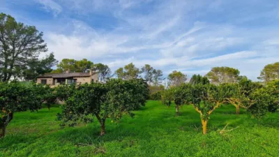 Rustic Finca in Algaida photo 11