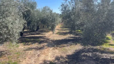 Rustic Finca in El Torreón - Cortijo Pretel photo 12