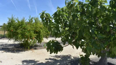 Rustic Finca in Poble Nou del Delta - Eucalyptus photo 17