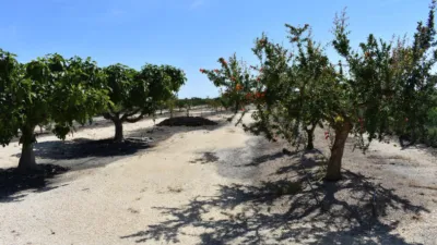 Rustic Finca in Poble Nou del Delta - Eucalyptus photo 15