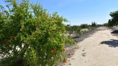 Rustic Finca in Poble Nou del Delta - Eucalyptus photo 16