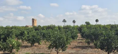 Rustic finca in Alginet photo 24