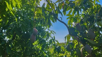 Rustic Finca on Camino de Las Lomas photo 7