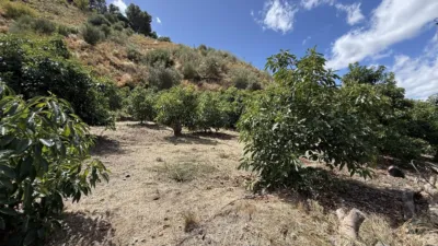 Rustic Finca on Camino de Las Lomas photo 48