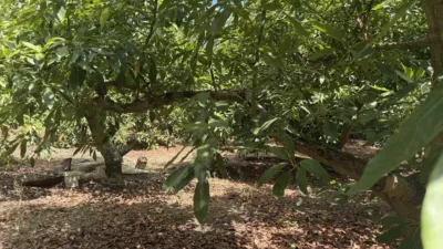 Rustic Finca on Camino de Las Lomas photo 53