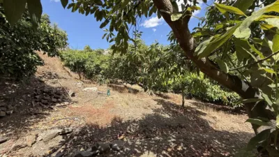 Rustic Finca on Camino de Las Lomas photo 47