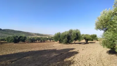 Rustic finca on Carretera Arcos Algar photo 3