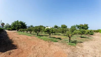 Rustic Finca in Alcanar photo 63