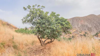Rustic finca in Vega de Granada, South Zone photo 44