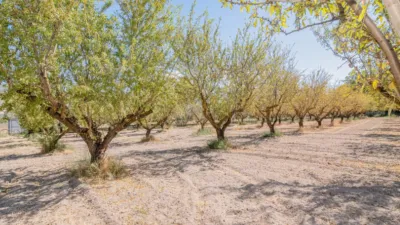 Rustic Finca in South Of Spain photo 44