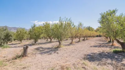Rustic Finca in South Of Spain photo 30