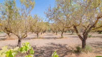 Rustic Finca in South Of Spain photo 40