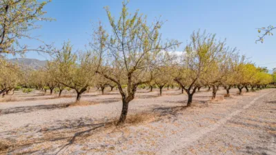 Rustic Finca in South Of Spain photo 35