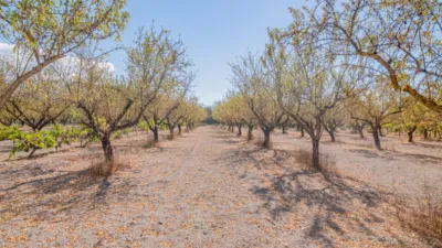 Rustic Finca in South Of Spain photo 32