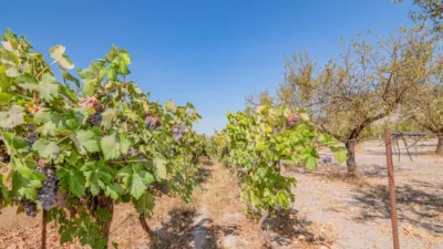Rustic Finca in South Of Spain photo 36