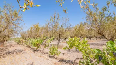 Rustic Finca in South Of Spain photo 39