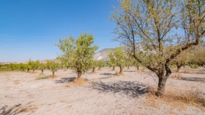 Rustic Finca in South Of Spain photo 34