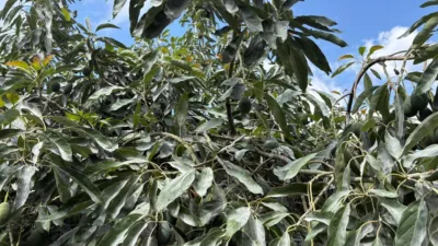 Rustic Finca in Coín photo 23