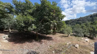 Rustic Finca in Coín photo 21