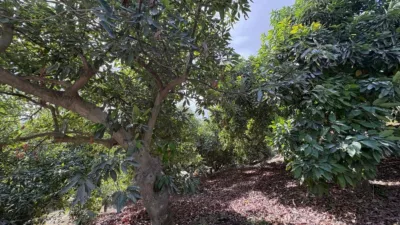 Rustic Finca in Coín photo 22