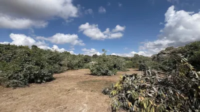 Rustic Finca in Coín photo 27