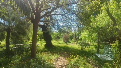 Rustic farm in the Valencian Community photo 5