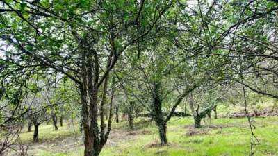 Rustic Finca at Calle San Fiz, No. 19 photo 34