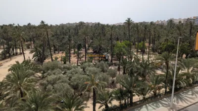 Pis – Elx - Elche - Vista 5