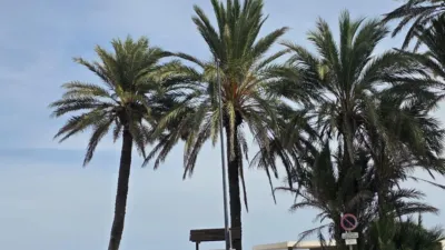 Pis – Orihuela, El Pinar de Campoamor, Dehesa de Campoamor - Vista 2