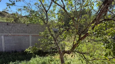 Rustic finca on Calle Lg Porto photo 30