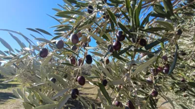 Rustic Finca in Andalucia photo 15