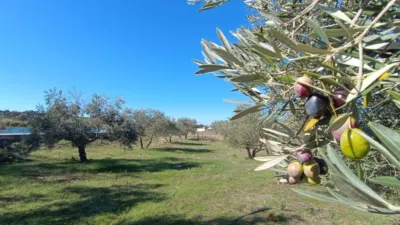 Rustic Finca in Andalucia photo 27