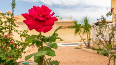 Chalet en Playa Flamenca photo 53
