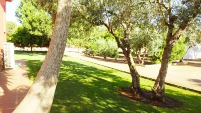 Rustic Finca in El Rosal photo 8