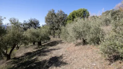 Rustic Finca in Pitres photo 24