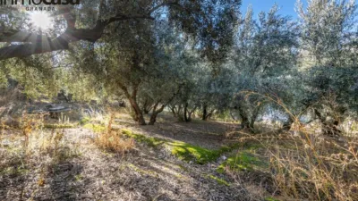 Rustic property on Calle Paraje de La Hoya photo 8