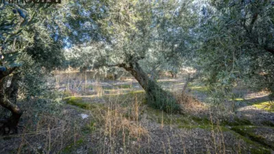 Rustic property on Calle Paraje de La Hoya photo 9