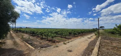 Rustic finca in Alginet photo 5