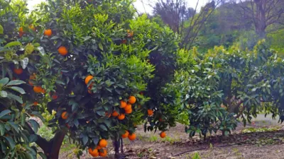 Rustic Finca in Carratraca photo 44